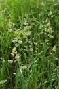 Orchardgrass / Dactylis glomerata Royalty Free Stock Photo