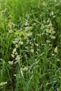 Orchardgrass / Dactylis glomerata