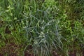 Orchardgrass / Dactylis glomerata