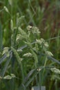 Orchardgrass / Dactylis glomerata