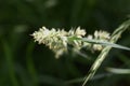 Orchardgrass / Dactylis glomerata
