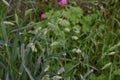 Orchardgrass / Dactylis glomerata