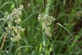 Orchardgrass / Dactylis glomerata