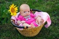 Causial baby in straw basket with sunflower Royalty Free Stock Photo