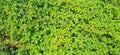 Causonis trifolia plant stock