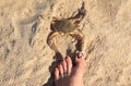 Caution: crab biting foot on beach Royalty Free Stock Photo