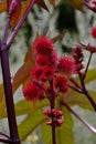 Leaves and flowers of the Castor oil plant - Ricinus communis - in summer. The plant is also named Palm of Christ