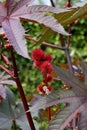 Leaves and flowers of the Castor oil plant - Ricinus communis - in summer. The plant is also named Palm of Christ