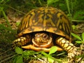 Cautious American Box Turtle