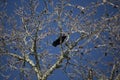 Cautious American Crow