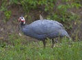 Cautious bird Royalty Free Stock Photo