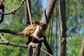 Cautious black capuchin sitting on the tree