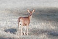 Cautious Black-tailed Deer Looking Back.