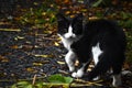 Cautious Black & White Kitten