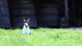 Cautious bunny rabbit in grass