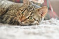 Cautious cat on carpet Royalty Free Stock Photo