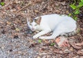 Cautious cat Royalty Free Stock Photo