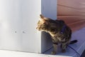 Cautious she cat peeks out from behind a wall in sunny day Royalty Free Stock Photo