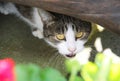 Cautious cat Royalty Free Stock Photo