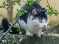 Cautious cat sits on the stone behind branches Royalty Free Stock Photo