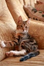 Cautious cat is sitting on the couch Royalty Free Stock Photo