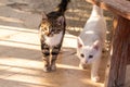 Cautious and curious kittens in the garden Royalty Free Stock Photo