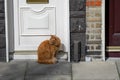 Cautious ginger cat sitting in a street by a white door. City life. Tough town predator Royalty Free Stock Photo