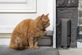 Cautious ginger cat sitting in a street by a white door. City life. Tough town predator Royalty Free Stock Photo