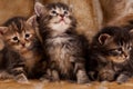 Cautious kittens Royalty Free Stock Photo