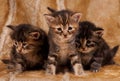 Cautious kittens Royalty Free Stock Photo