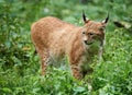 Cautious lynx standing in the grass Royalty Free Stock Photo