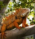 Prowling Iguana at Palm Beach Zoo