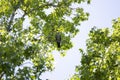 Cautious Mississippi Kite