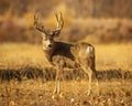 Cautious Mule Deer Buck checks his back trail for danger