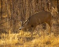 Cautious Mule Deer Buck moves quietly along game trail