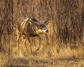Cautious Mule Deer Buck steps quietly through wooded terrain