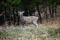 Cautious Mule Deer on the lookout