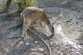 Cautious roe deer at the watering place. Close-up