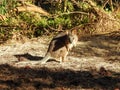 Cautious Tammar Wallaby Royalty Free Stock Photo