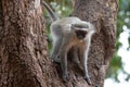 Cautious Vervet monkey feeding on fruit in Krueger National Park in South Africa