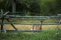 Cautious White-tail Deer Royalty Free Stock Photo