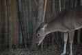 Close up of a Cautious Doe Royalty Free Stock Photo