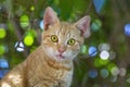 Cautious young cat with bright green eyes