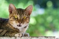 Cautious young cat close-up portrait