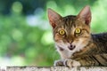 Cautious young cat close-up portrait