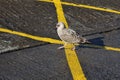 Cautious Young Sea Gull Walking on Yellow Lines Royalty Free Stock Photo