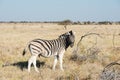 Cautious zebra is standing and looking into camera at savanna Royalty Free Stock Photo