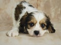 Cavachon Puppy Royalty Free Stock Photo