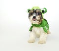 Cavachon Puppy in a Frog Costume Royalty Free Stock Photo