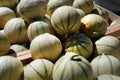 Cavaillon melon Royalty Free Stock Photo